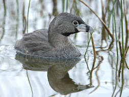 Image of Podilymbus podiceps antarcticus (Lesson & PA 1842)