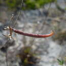 Image of Indigofera trita subsp. scabra (Roth) De Kort & G. Thijsse