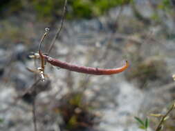 Image of Indigofera trita subsp. scabra (Roth) De Kort & G. Thijsse