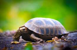 Image of Travancore Tortoise