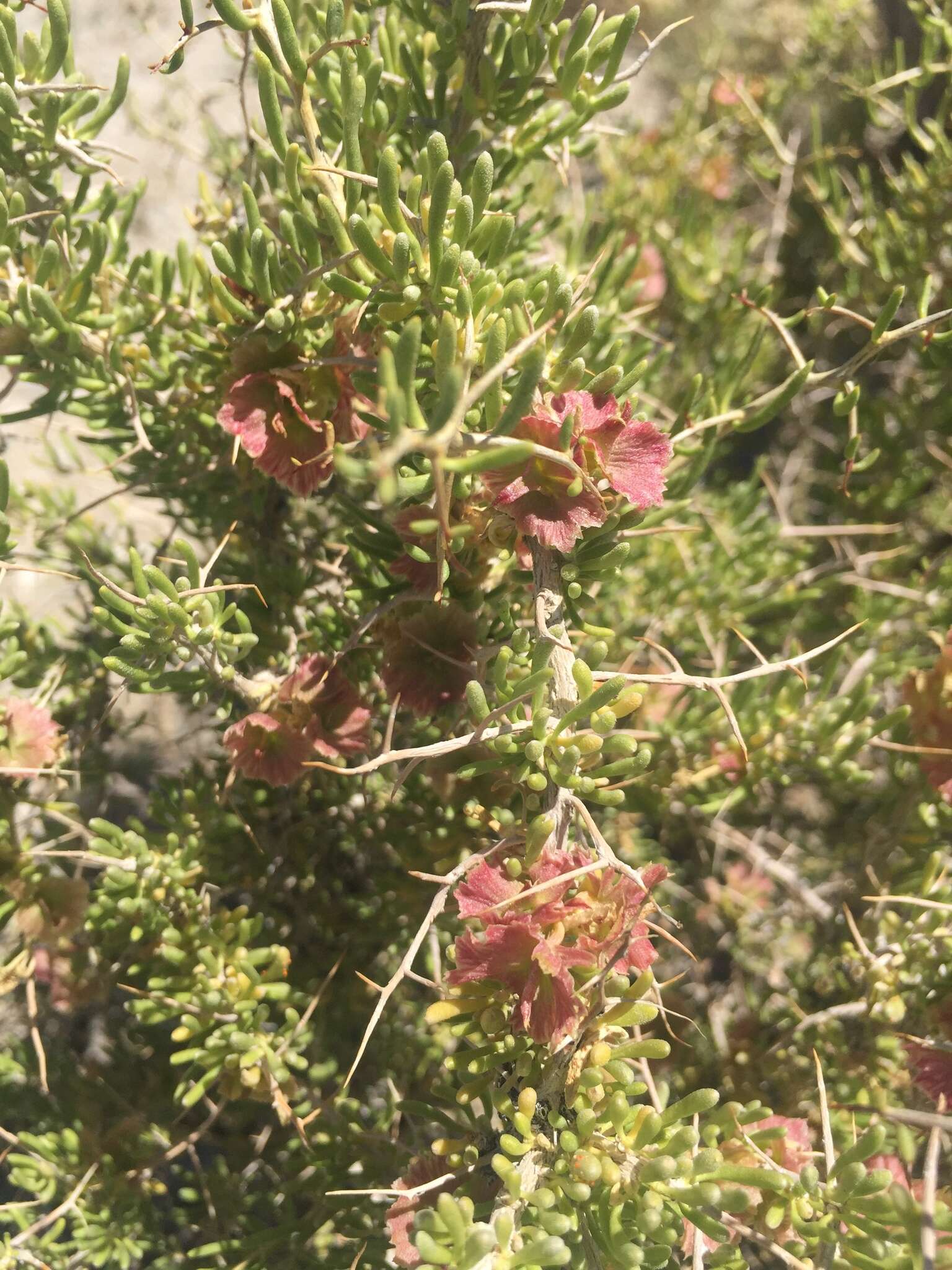 Image of Bailey's greasewood