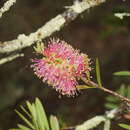 Imagem de Callistemon wimmerensis Marriott & G. W. Carr