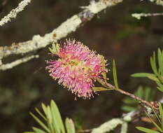 Sivun Callistemon wimmerensis Marriott & G. W. Carr kuva