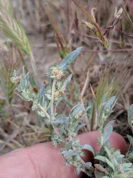 Image of Ball Saltbush