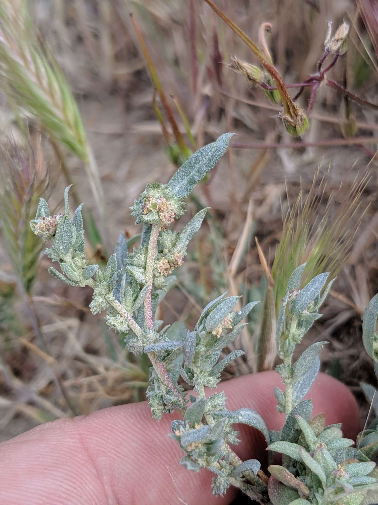 Image of Ball Saltbush