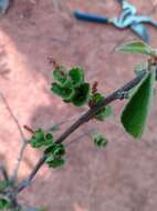 Image of Acalypha boinensis Leandri