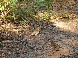 Image of Bassian Thrush