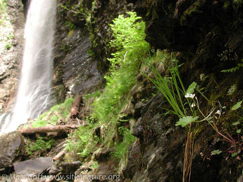 Image of Sitka mistmaiden