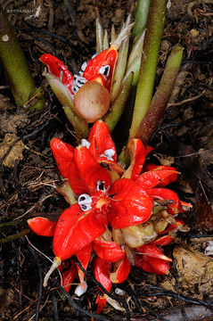 Image of <i>Zingiber kawagoii</i> Hayata
