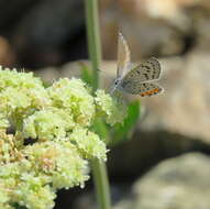 Image of Icaricia lupini lutzi