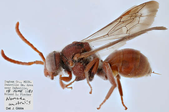 Image of Nomada australis Mitchell 1962