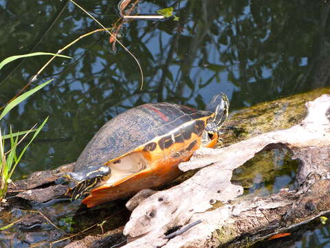 Image of Florida Red-bellied Cooter