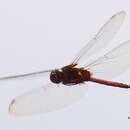 Image of Arch-tipped Glider