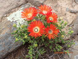 Imagem de Drosanthemum speciosum (Haw.) Schwant.