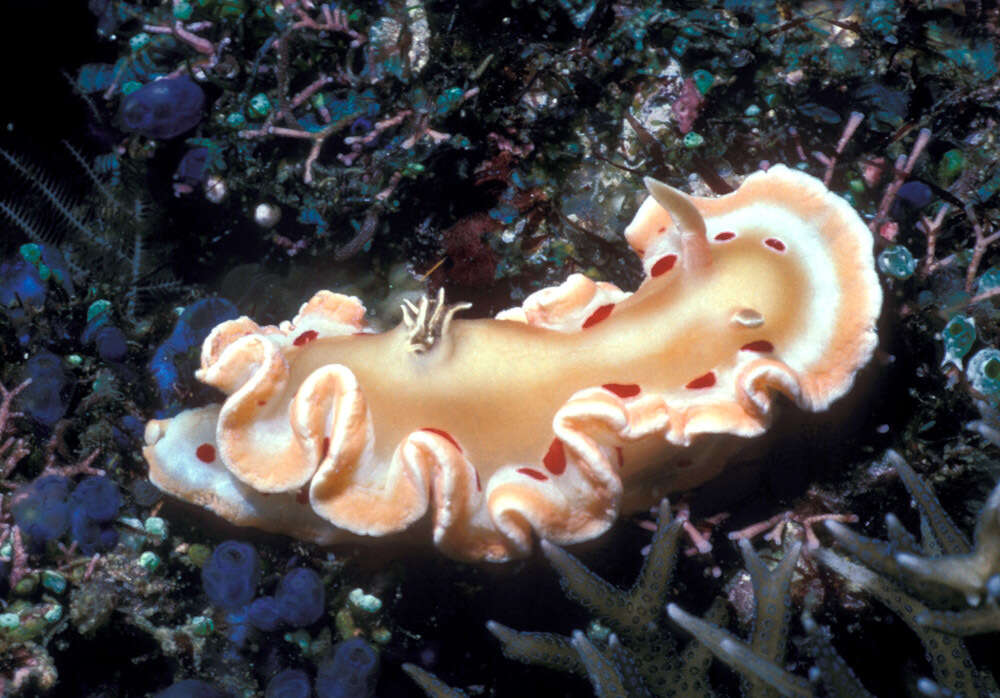 Image of Ardeadoris cruenta (Rudman 1986)