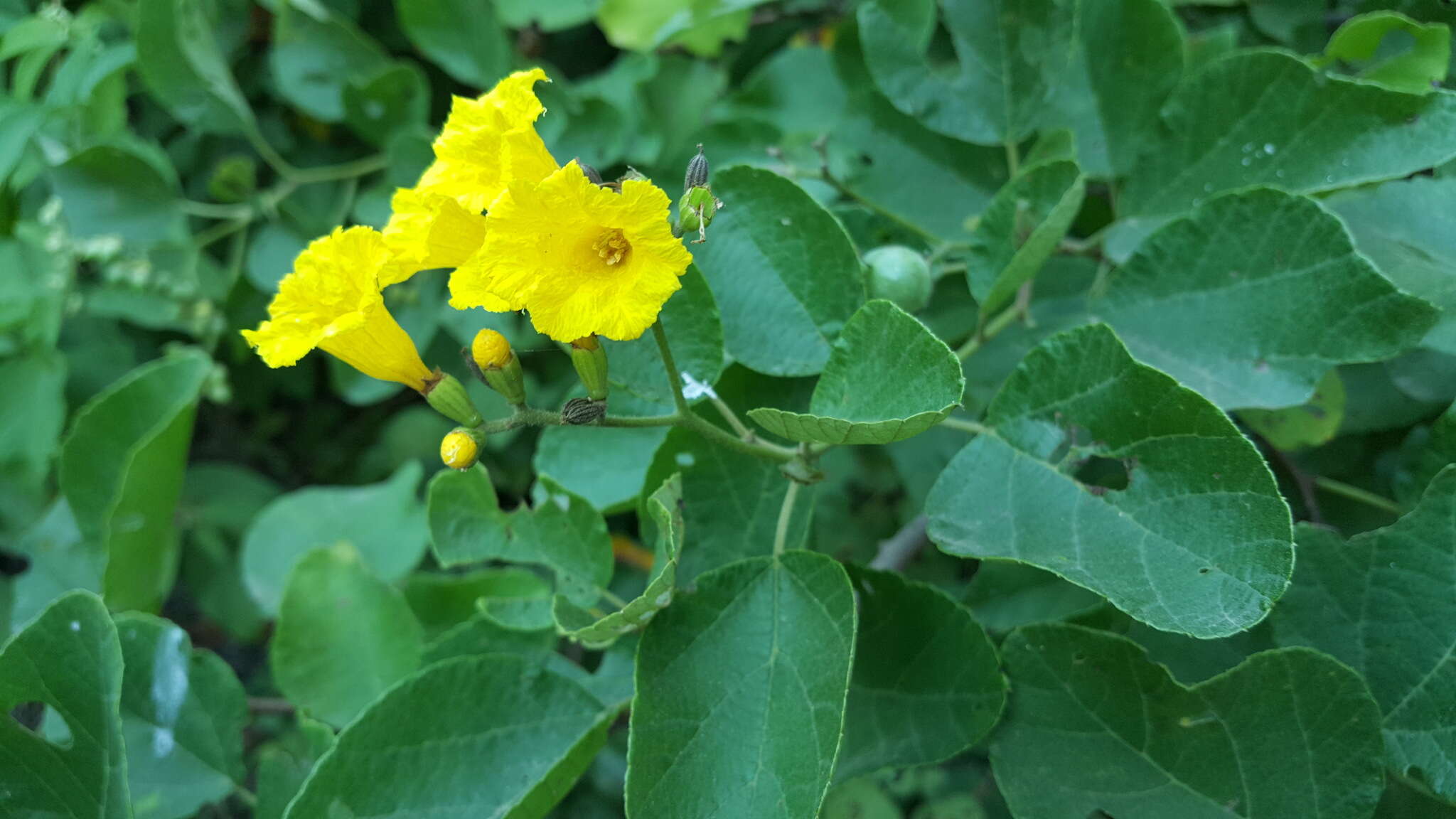 Image de Cordia lutea Lam.