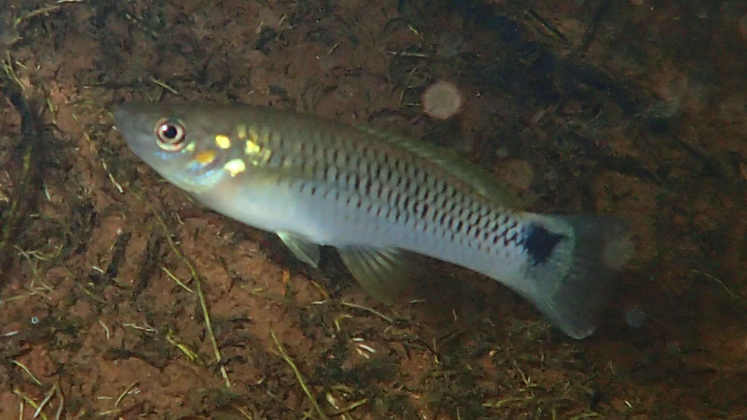 Image of Spottail killifish