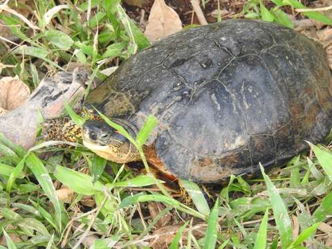 Image of Colombian Wood Turtle