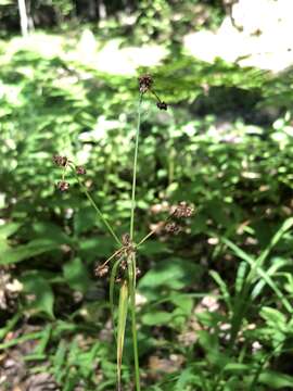 Imagem de Scirpus hattorianus Makino