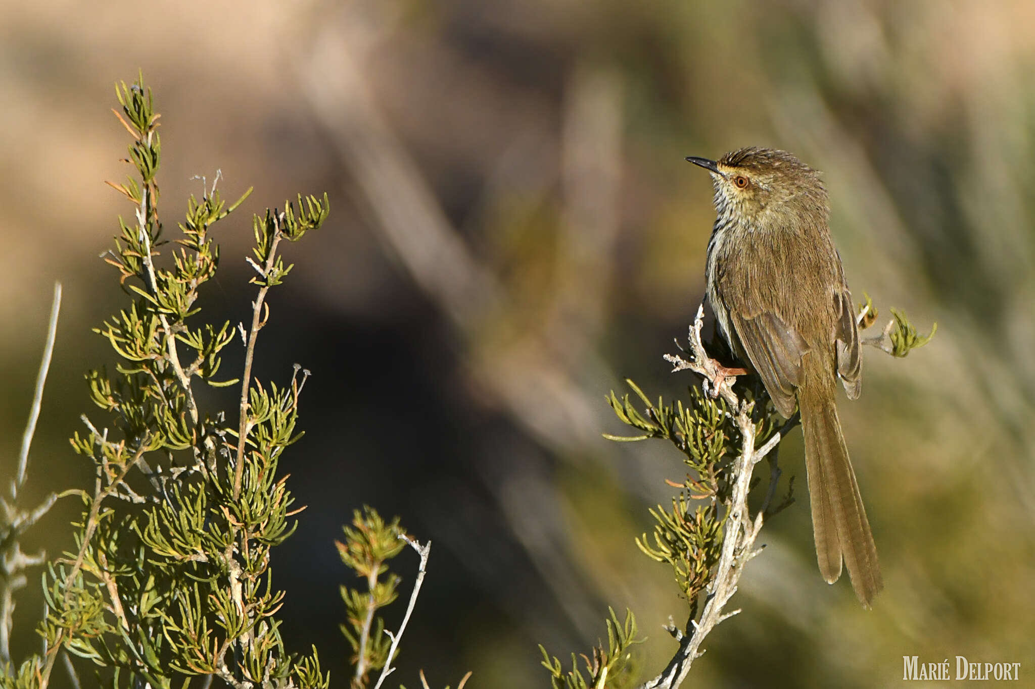 Image of Prinia maculosa exultans Clancey 1982