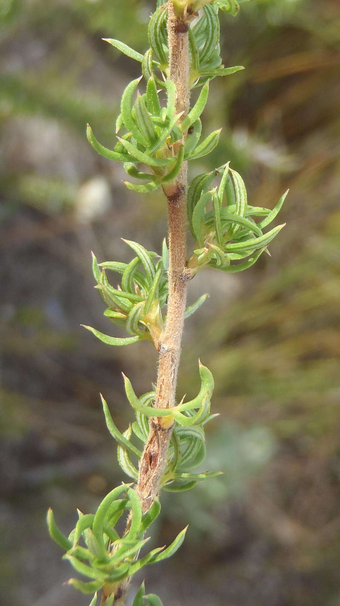 Image of Cliffortia arcuata Weim.