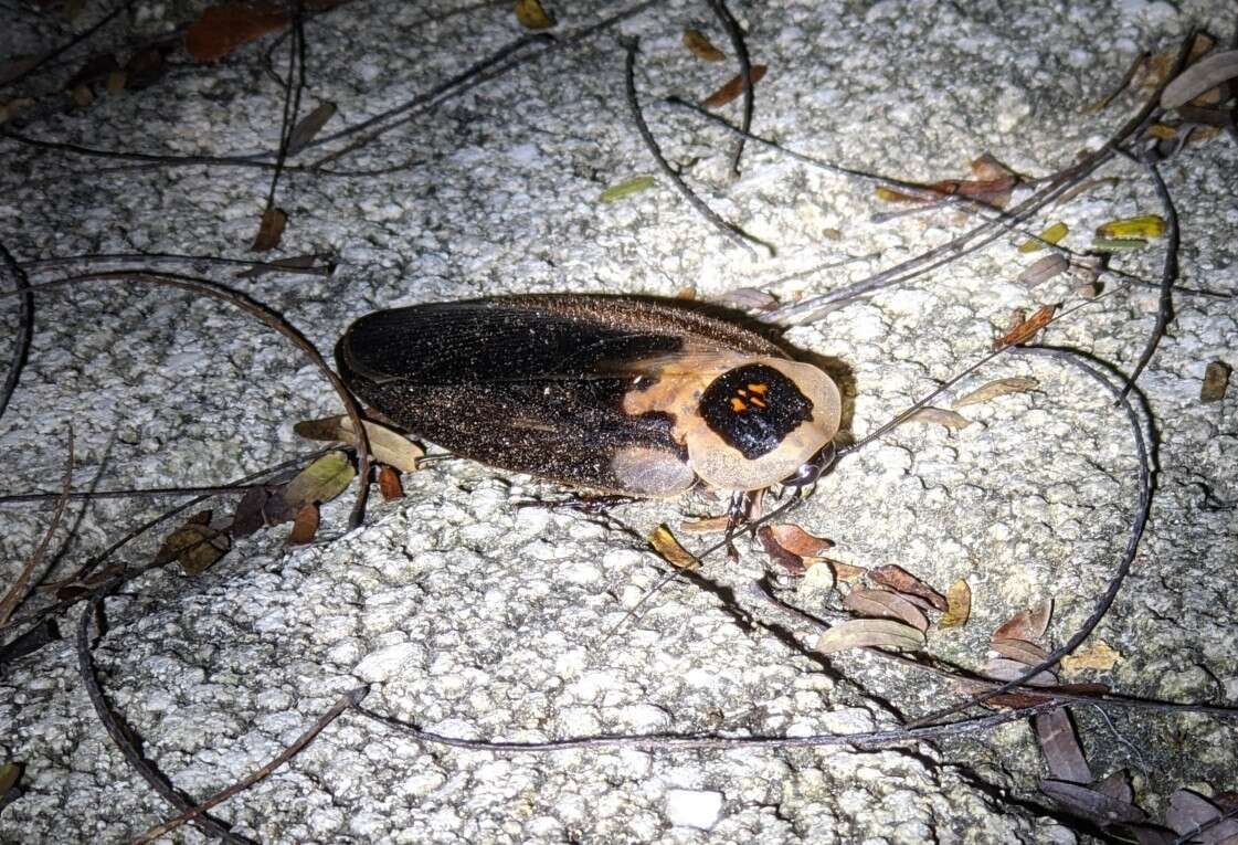 Image of Death's Head Cockroach