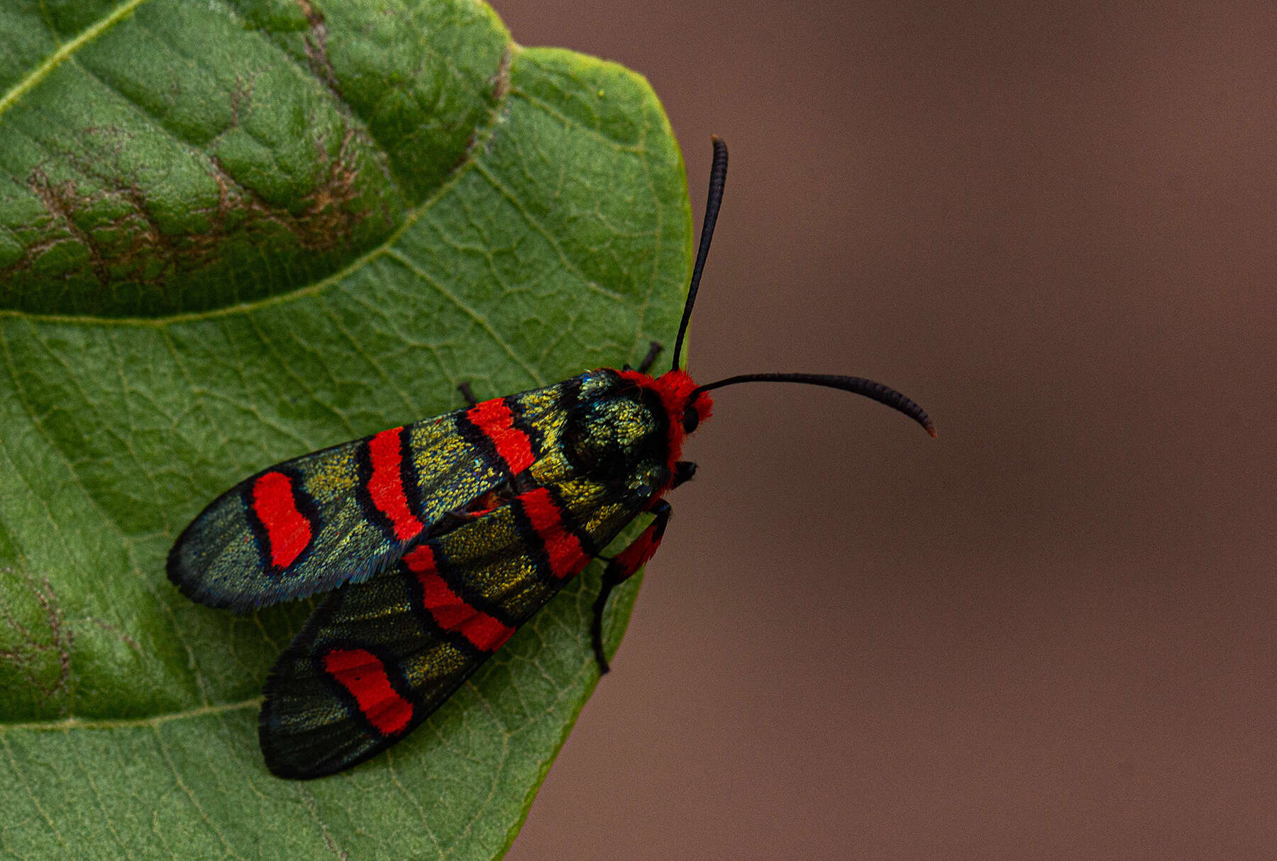 Image of Fire Grid Burnet