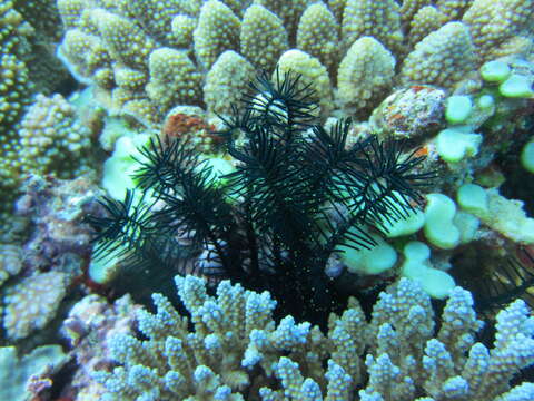 Image of Common Crevice Feather Star