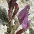 Image of Fish Slough milkvetch