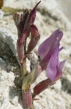 Image of Fish Slough milkvetch