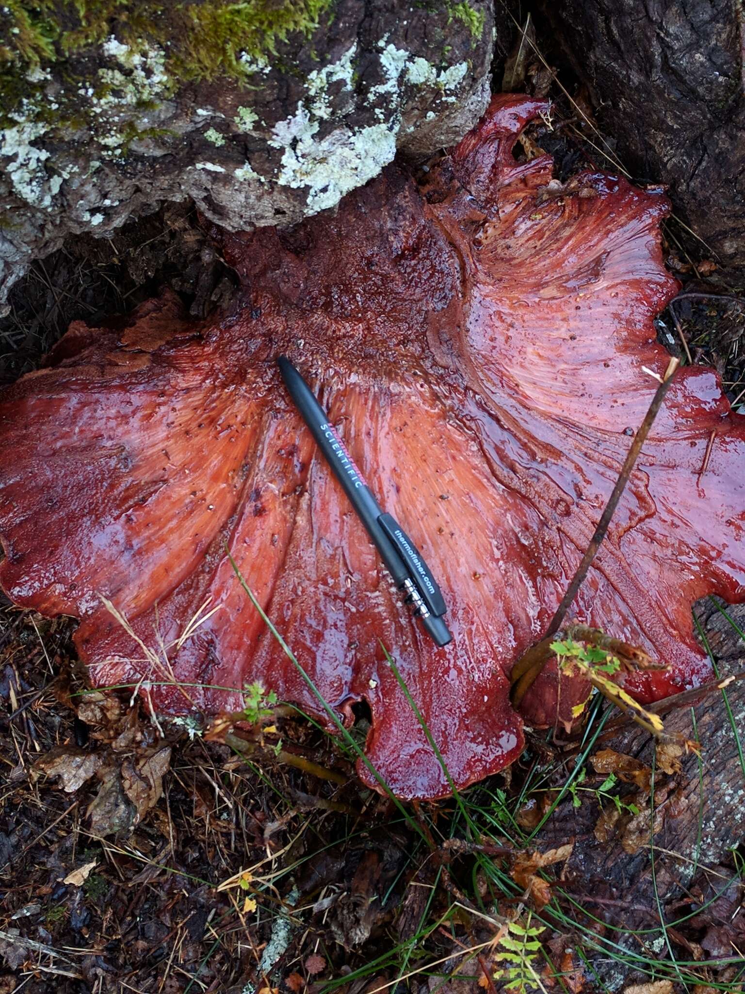 Image of Fistulinaceae