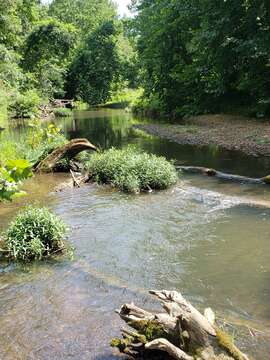 Image of Spottail darter