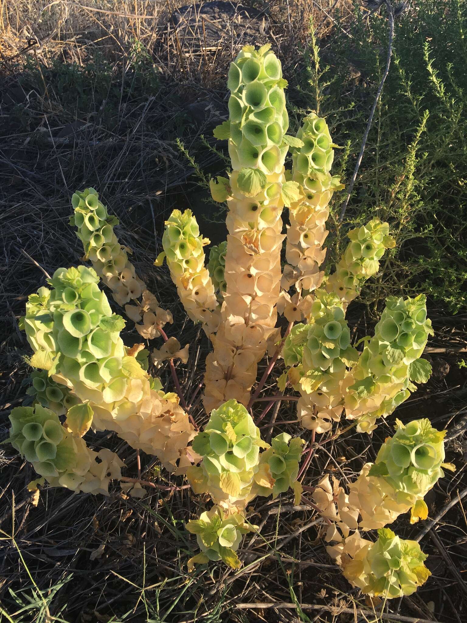 Imagem de Moluccella