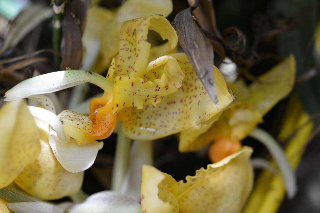 Image of Stanhopea graveolens Lindl.