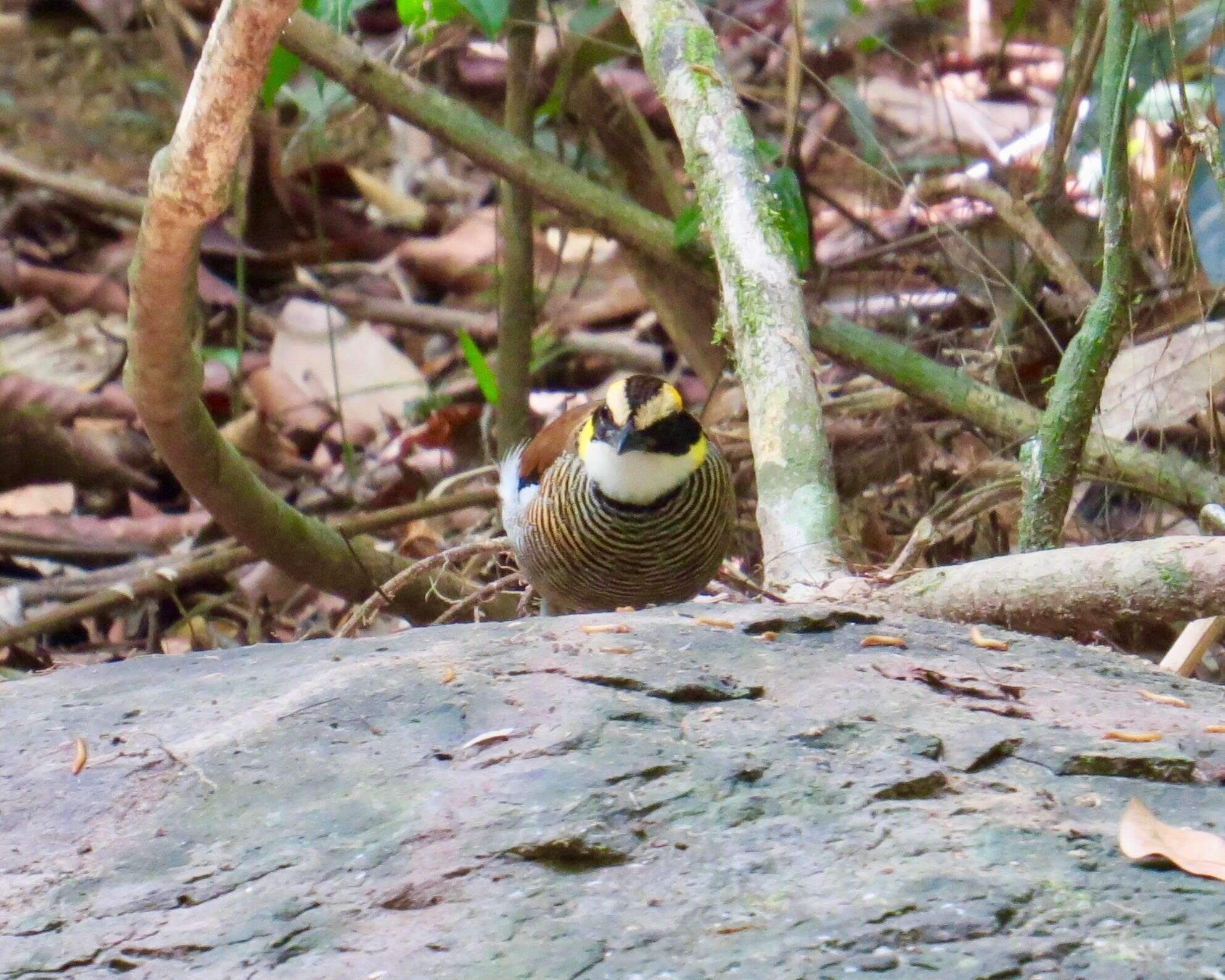 Image of Malayan Banded Pitta