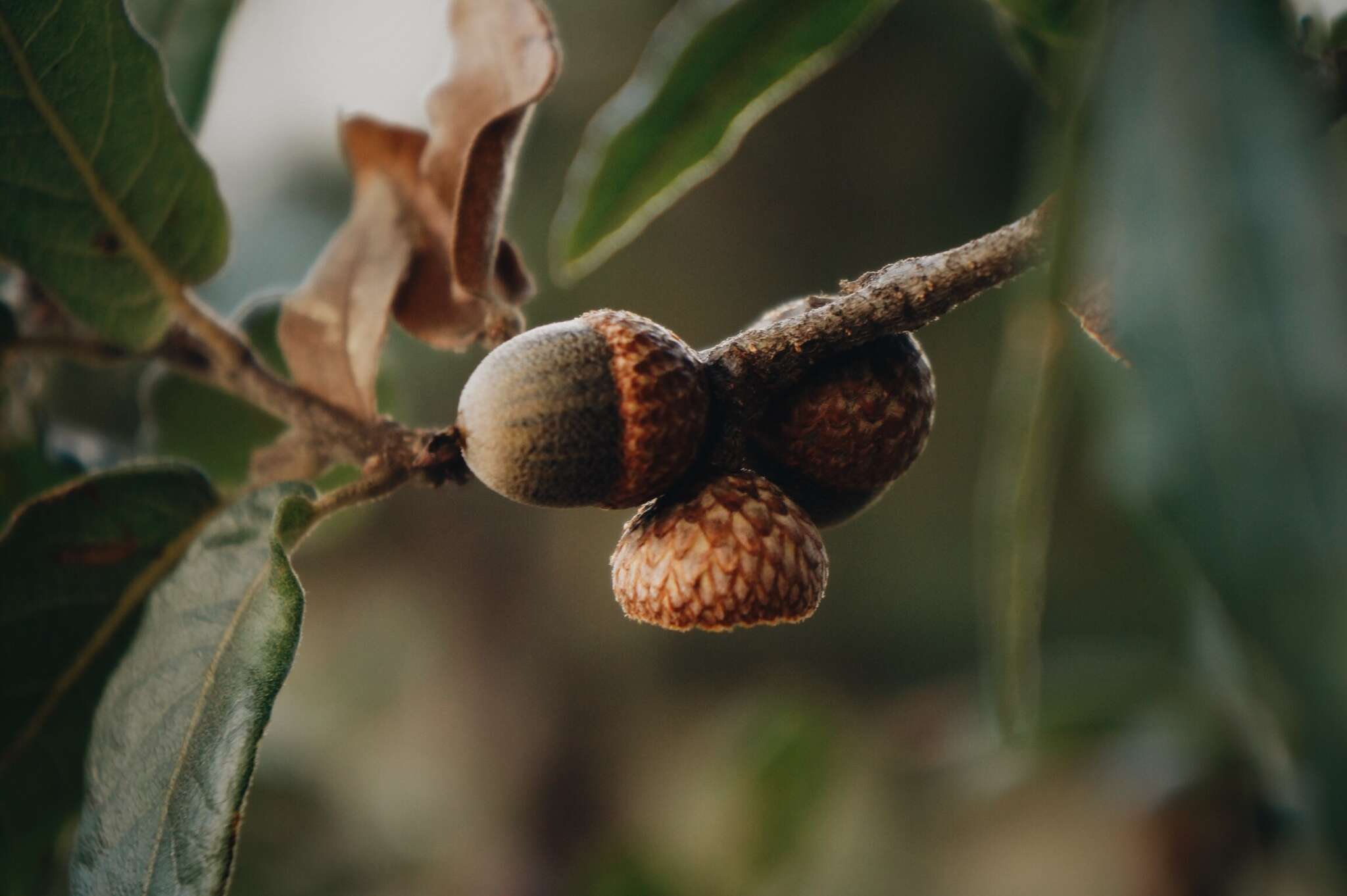 Image of Quercus mexicana Bonpl.