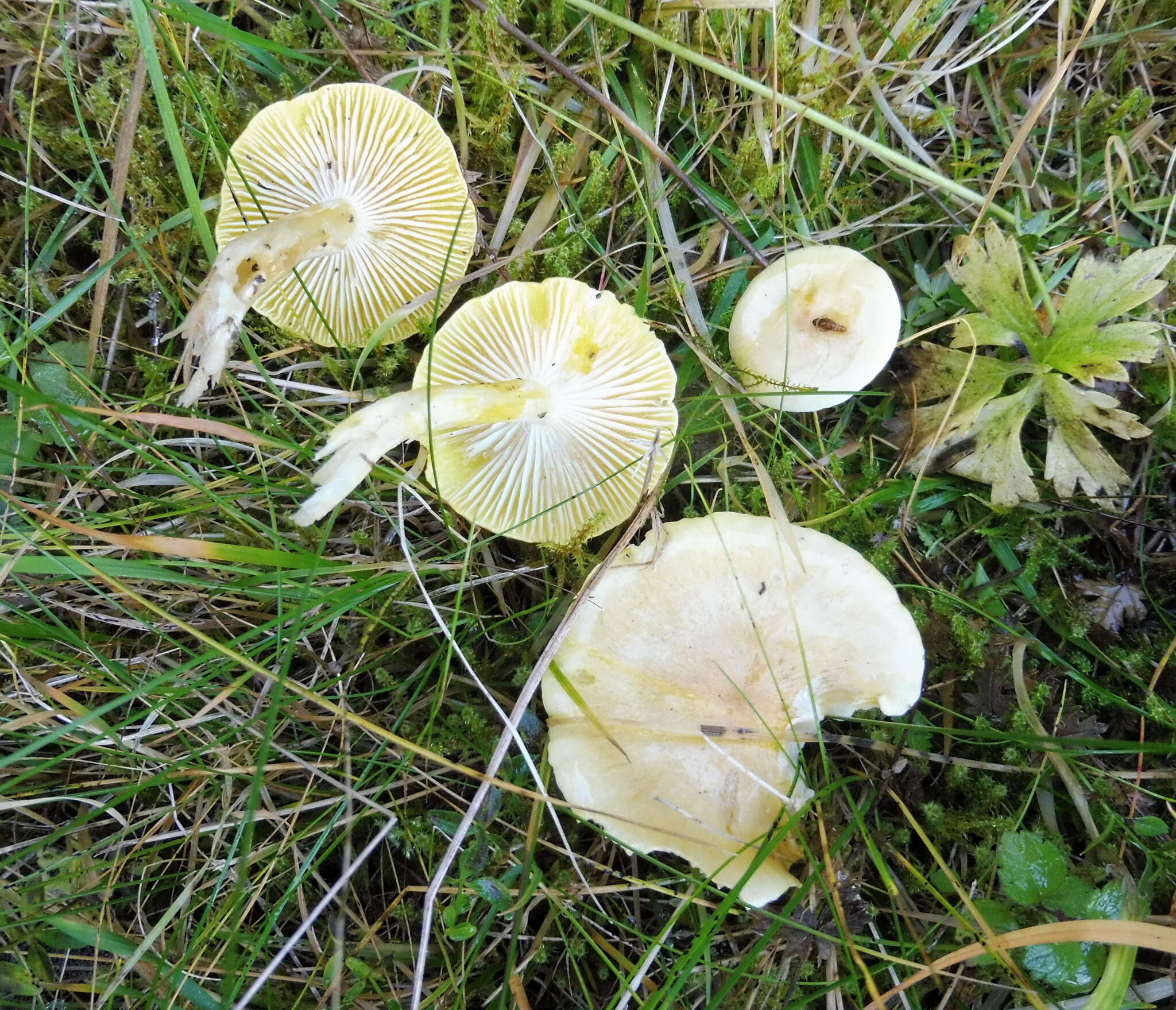 Image of Hygrophorus lucorum Kalchbr. 1874