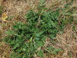 Imagem de Pimpinella saxifraga L.