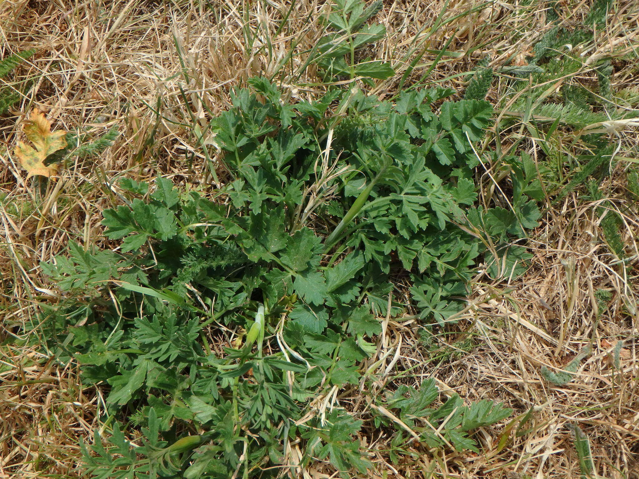 Imagem de Pimpinella saxifraga L.