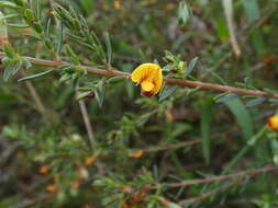 Image of Eutaxia microphylla (R. Br.) J. M. Black