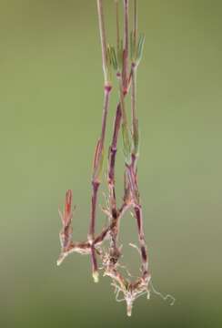 صورة Sabulina glaucina (Dvoráková) Dillenb. & Kadereit