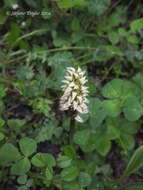 Image of Dense-flowered orchid