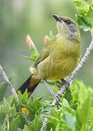 Слика од Telophorus zeylonus zeylonus (Linnaeus 1766)