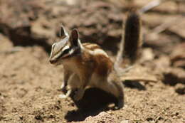 Image of lodgepole chipmunk