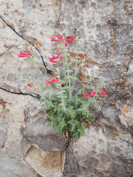 Image of crimson sage