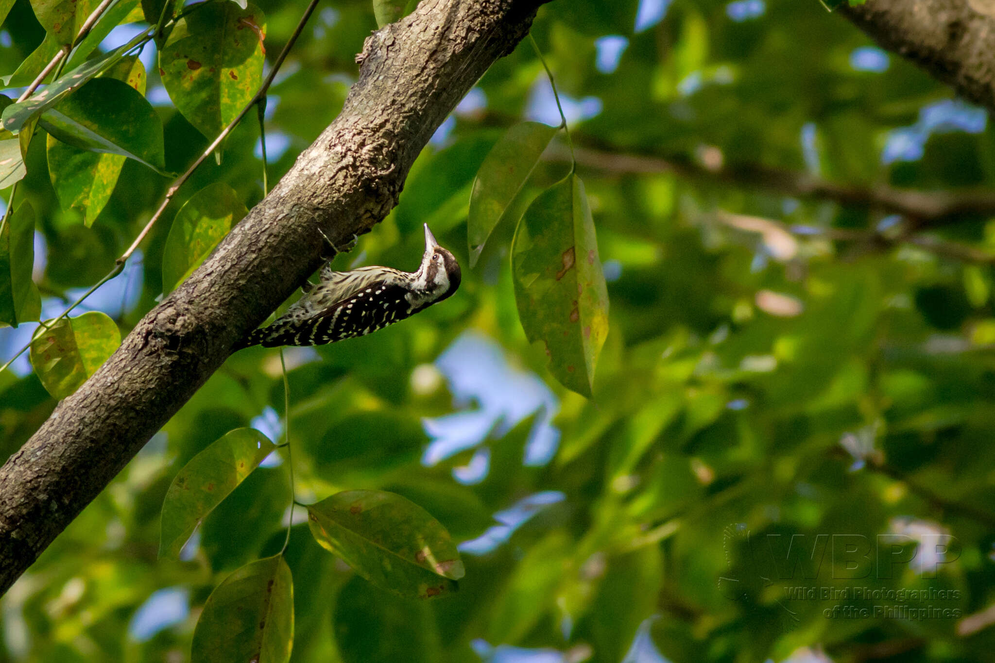 Image of Philippine Pygmy Woodpecker