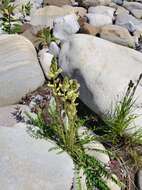 Слика од Oxytropis campestris (L.) DC.