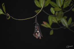 Hipposideros diadema (É. Geoffroy Saint-Hilaire 1813) resmi