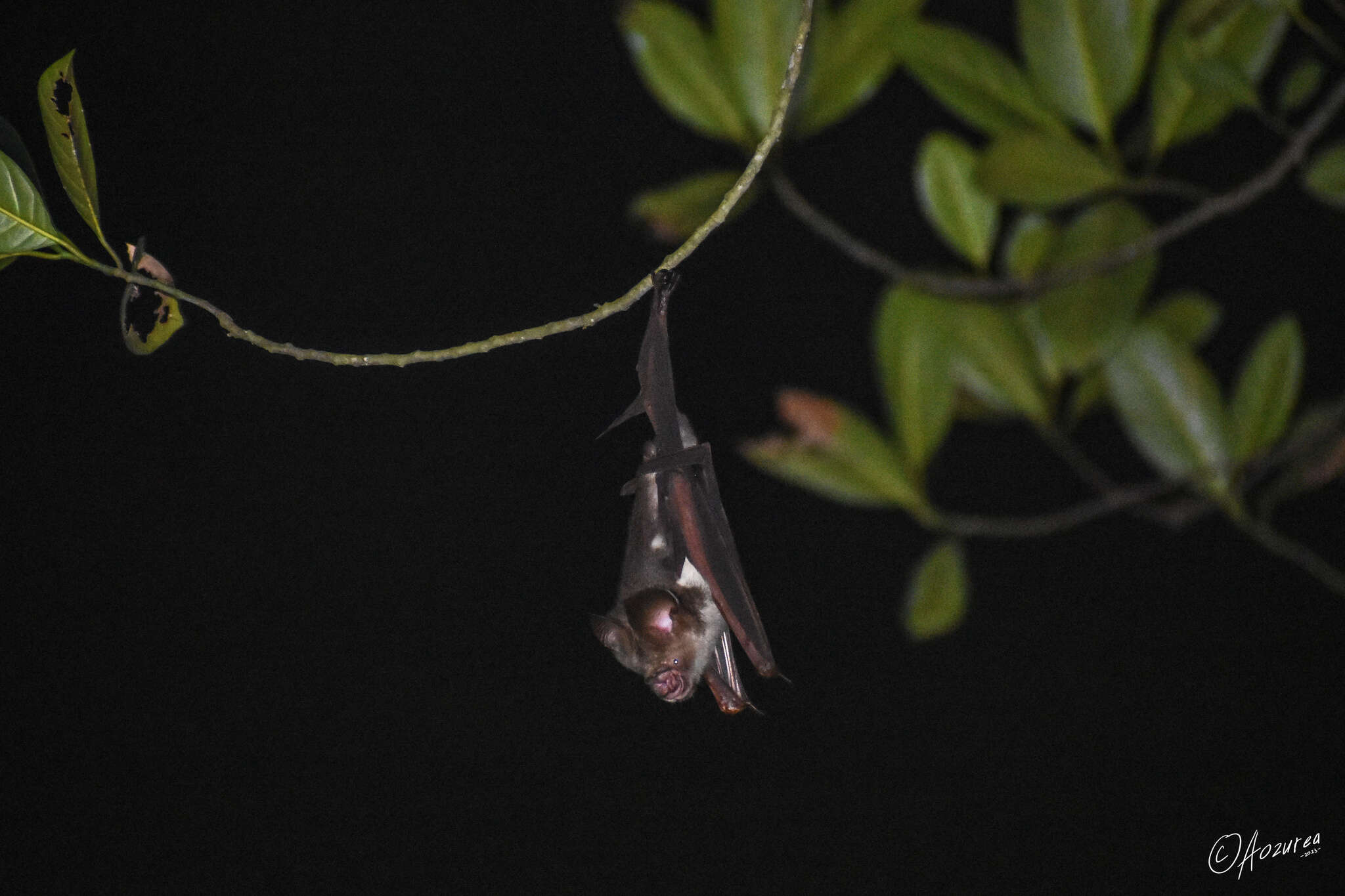 Image of Diadem Horseshoe-bat