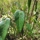 Image of Oxypetalum tubatum Malme